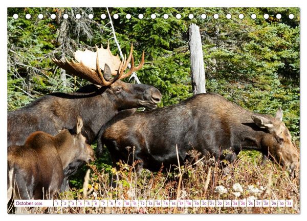 Produktbild: THE NORTHERN WOODLANDS MOOSE (Desk Calendar 2026 DIN A5 landscape), CALVENDO 12 Month DeskCalendar