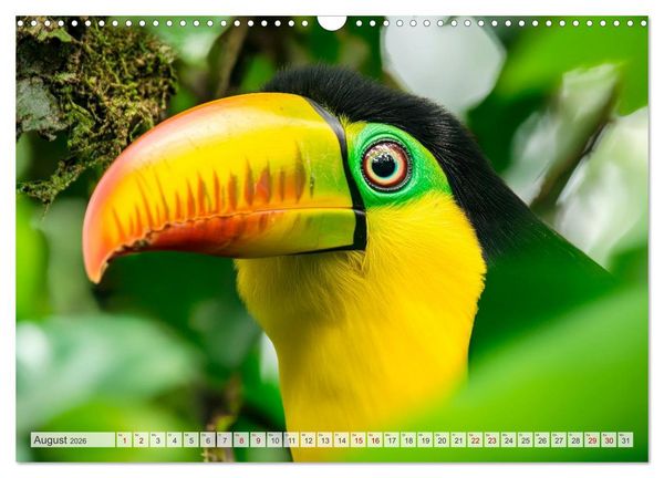 Produktbild: Wildes Leben im Regenwald (Wandkalender 2026 DIN A3 quer), CALVENDO Monatskalender