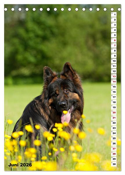 Produktbild: Sch&auml;ferhunde Langstockhaar zum verlieben (Tischkalender 2026 DIN A5 hoch), CALVENDO Monatskalender
