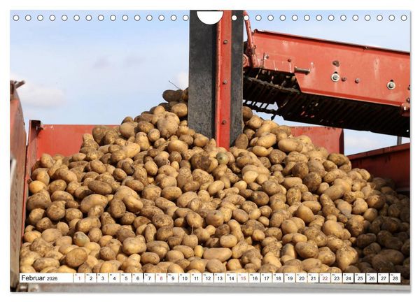 Produktbild: Kartoffel-Ernte - hautnah erleben (Wandkalender 2026 DIN A4 quer), CALVENDO Monatskalender