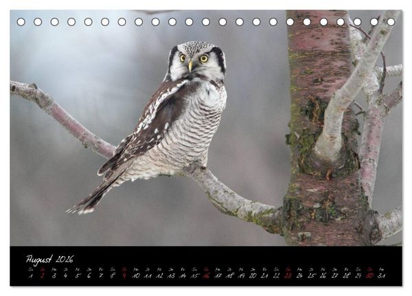 Produktbild: Heimische Eulen und Greife (Tischkalender 2026 DIN A5 quer), CALVENDO Monatskalender