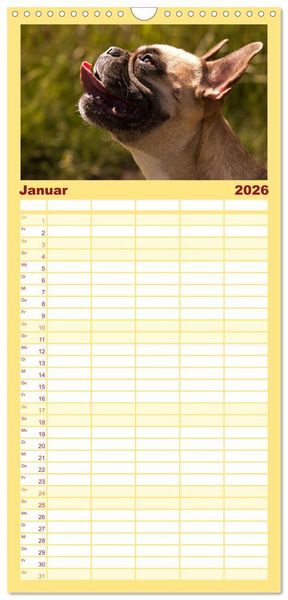 Produktbild: Familienplaner 2026 - Franz&ouml;sische Bulldoggen - Schutzengel auf 4 Pfoten mit 5 Spalten (Wandkalender, 21 x 45 cm) CALVENDO