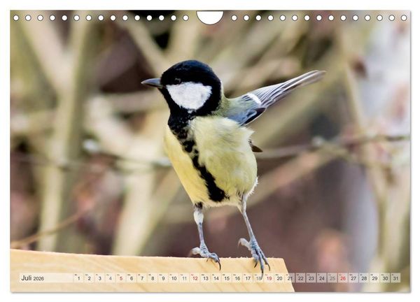 Produktbild: NATUR PUR Heimische Singv&ouml;gel (Wandkalender 2026 DIN A4 quer), CALVENDO Monatskalender