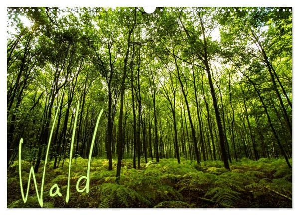Wald (Wandkalender 2026 DIN A3 quer), CALVENDO Monatskalender