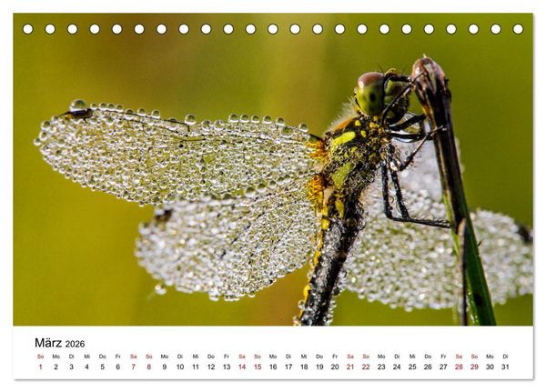 Produktbild: Oberbayerischer Insekten Kalender (Tischkalender 2026 DIN A5 quer), CALVENDO Monatskalender