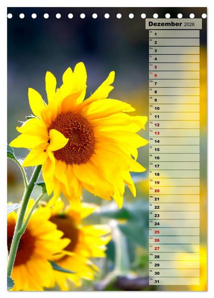 Produktbild: Leuchtende Sonnenblumen, sonnige Aussichten das ganze Jahr (Tischkalender 2026 DIN A5 hoch), CALVENDO Monatskalender