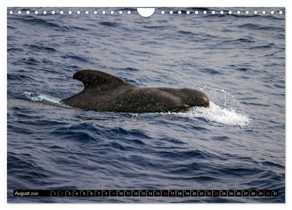 Produktbild: La Gomera Sonne, Meer und Vulkane (Wandkalender 2026 DIN A4 quer), CALVENDO Monatskalender