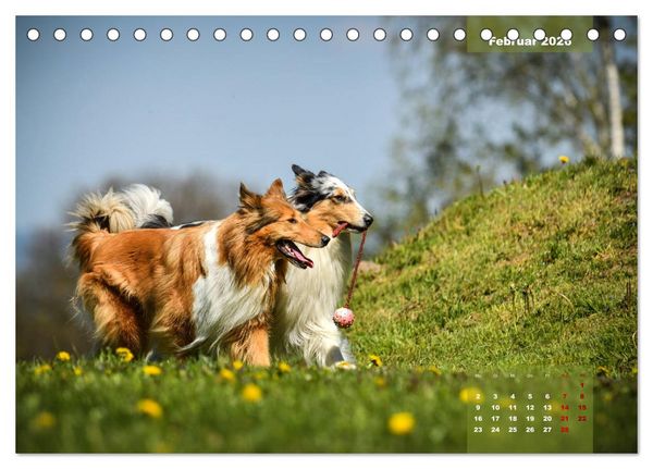 Produktbild: Collies? Was sonst! (Tischkalender 2026 DIN A5 quer), CALVENDO Monatskalender