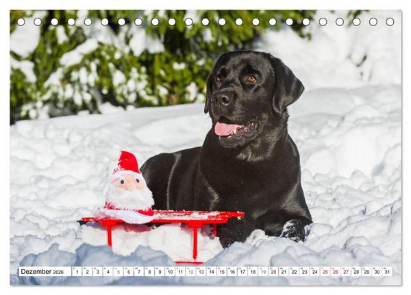 Produktbild: Freund auf 4 Pfoten - Labrador Retriever (Tischkalender 2026 DIN A5 quer), CALVENDO Monatskalender