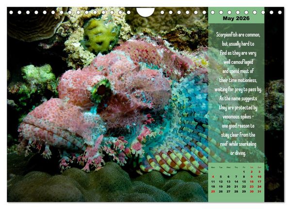 Produktbild: Diving into the Red Sea (Wall Calendar 2026 DIN A4 landscape), CALVENDO 12 Month Wall Calendar