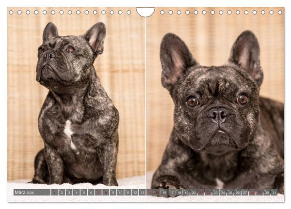 Produktbild: French Bully&acute;s - Gro&szlig;e Sch&auml;tze auf kleinen Pfoten (Wandkalender 2026 DIN A4 quer), CALVENDO Monatskalender