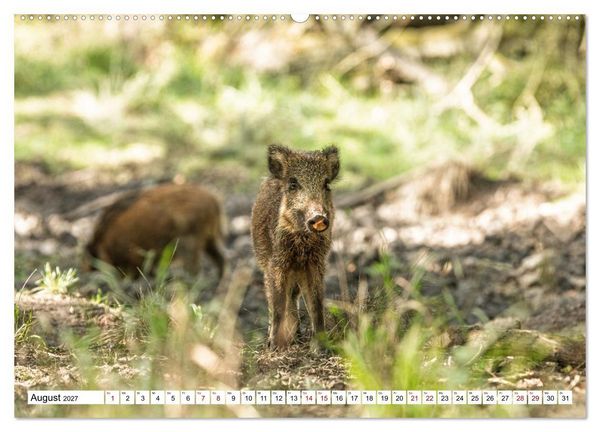 Produktbild: Wildtiere im M&uuml;ritz-Nationalpark (Wandkalender 2027 DIN A2 quer), CALVENDO Monatskalender