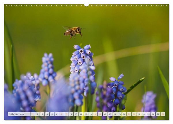 Produktbild: Bienen und Hummeln in Aktion (hochwertiger Premium Wandkalender 2026 DIN A2 quer), Kunstdruck in Hochglanz
