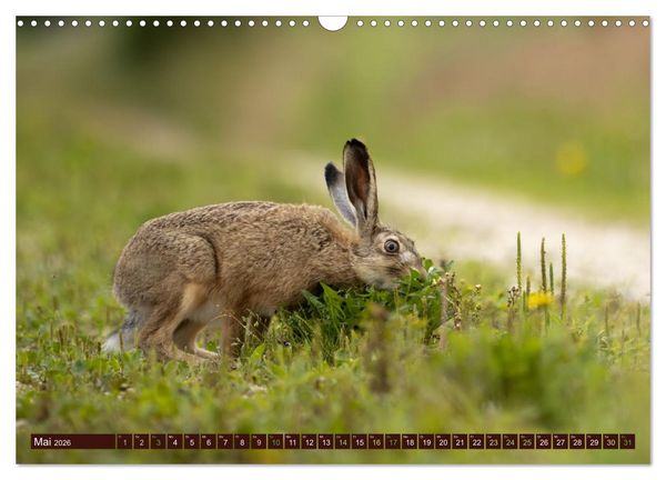 Produktbild: Zauberhafte Wesen - Reineke Fuchs und Meister Lampe (Wandkalender 2026 DIN A3 quer), CALVENDO Monatskalender
