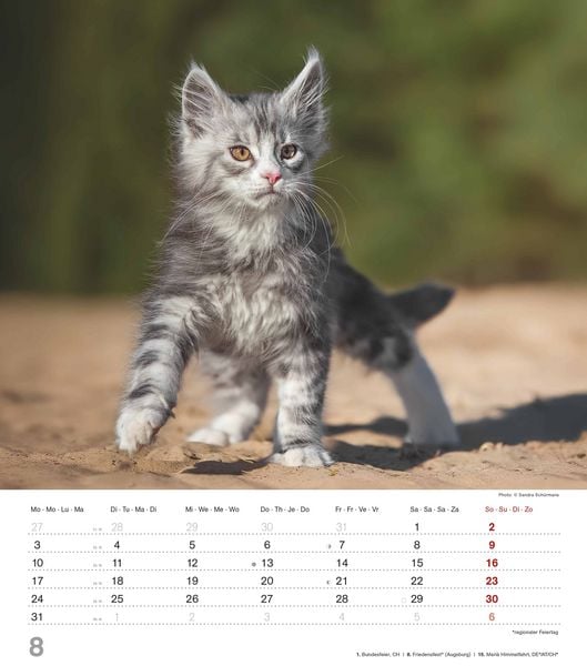 Produktbild: Niedliche Katzenkinder 2026 - Wand-Kalender - Tier-Kalender - 30x34