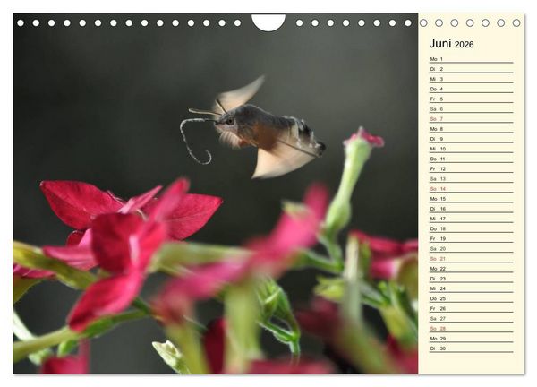 Produktbild: Faszinierende Taubenschw&auml;nzchen (Wandkalender 2026 DIN A4 quer), CALVENDO Monatskalender