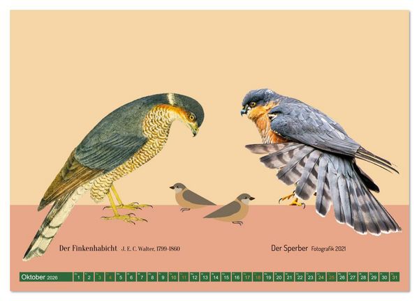 Produktbild: Vom Reiger zum Reiher (hochwertiger Premium Wandkalender 2026 DIN A2 quer), Kunstdruck in Hochglanz