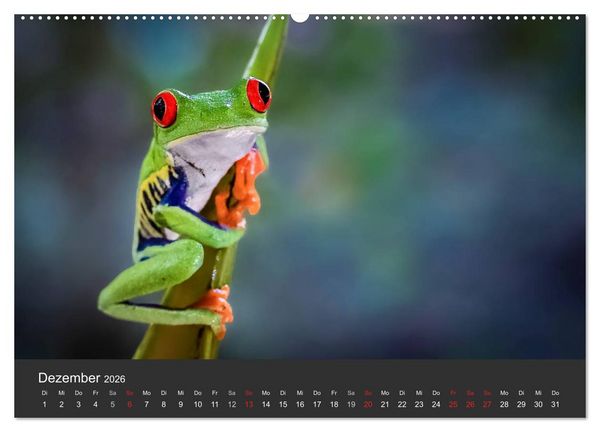 Produktbild: Costa Rica tierisch gut 2026 (hochwertiger Premium Wandkalender 2026 DIN A2 quer), Kunstdruck in Hochglanz