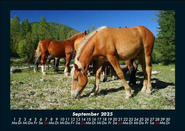 Produktbild: Pferdetraum 2025 Fotokalender DIN A5