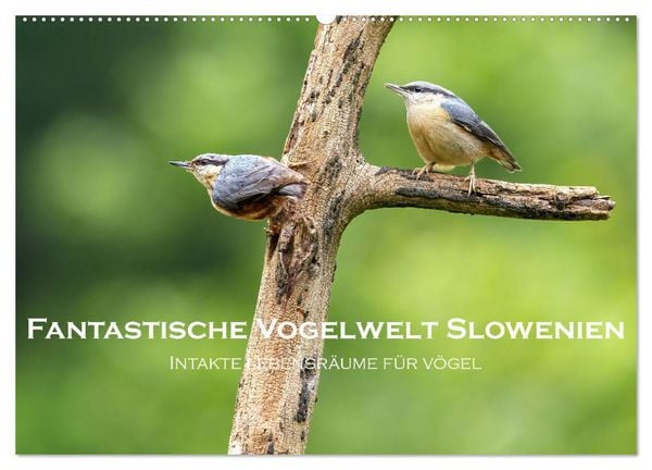 Produktbild: Fantastische Vogelwelt Slowenien (Wandkalender 2026 DIN A2 quer), CALVENDO Monatskalender