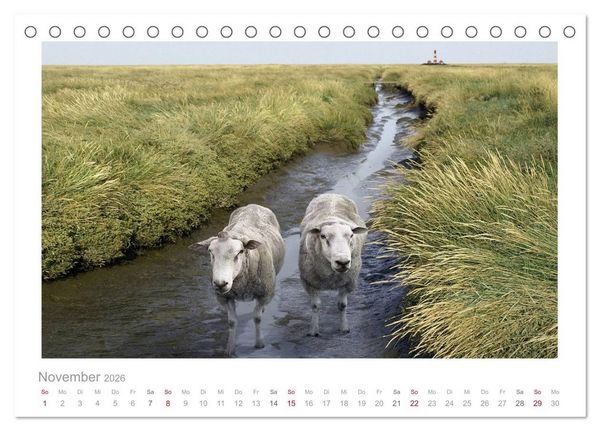 Produktbild: Nordsee Schafe (Tischkalender 2026 DIN A5 quer), CALVENDO Monatskalender