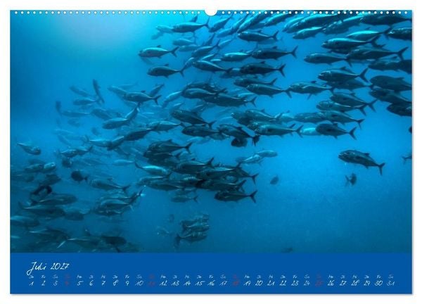 Produktbild: Meer sehen - Abenteuer Tauchen (Wandkalender 2027 DIN A2 quer), CALVENDO Monatskalender