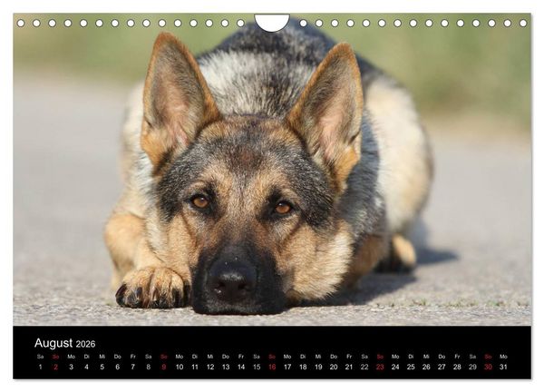 Produktbild: Mit dem Deutschen Sch&auml;ferhund durch's Jahr (Wandkalender 2026 DIN A4 quer), CALVENDO Monatskalender