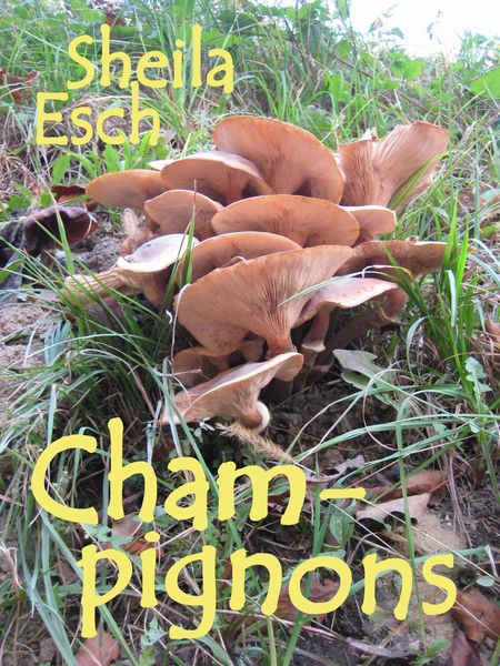Produktbild: Champignons