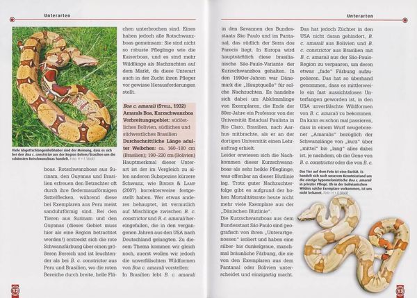 Produktbild: Die Abgottschlange