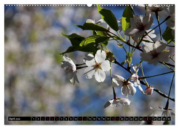 Produktbild: Japan - Details (Wandkalender 2026 DIN A2 quer), CALVENDO Monatskalender