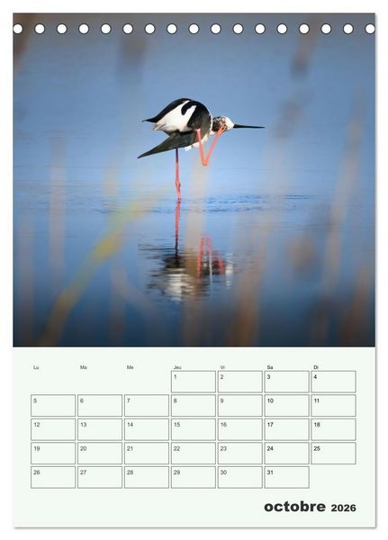 Produktbild: Le monde intime des oiseaux (Calendrier de bureau 2026 DIN A5 horizontal), CALVENDO calendrier mensuel