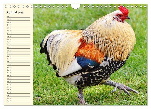 Produktbild: H&uuml;hner. Intelligent, sch&ouml;n und faszinierend (Wandkalender 2026 DIN A4 quer), CALVENDO Monatskalender