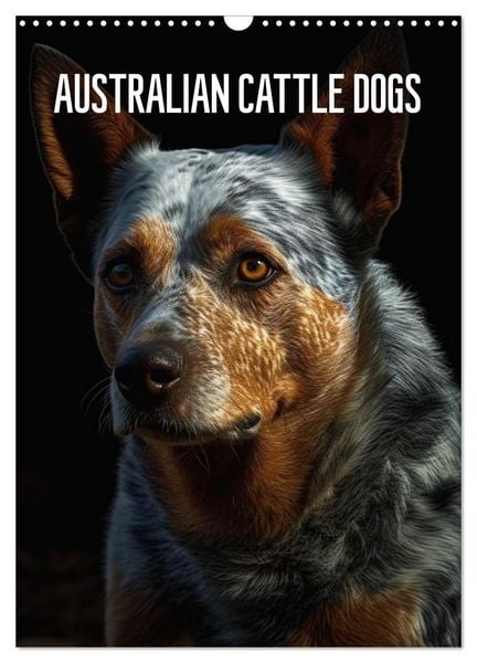 Produktbild: Australian Cattle Dogs (Wandkalender 2026 DIN A3 hoch), CALVENDO Monatskalender