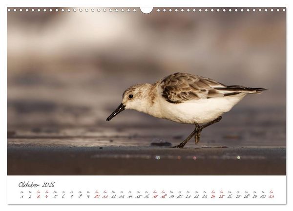 Produktbild: Vogelwelt Helgoland - von Ostfriesenfotografie (Wandkalender 2026 DIN A3 quer), CALVENDO Monatskalender