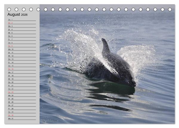 Produktbild: Delfine und Wale (Tischkalender 2026 DIN A5 quer), CALVENDO Monatskalender