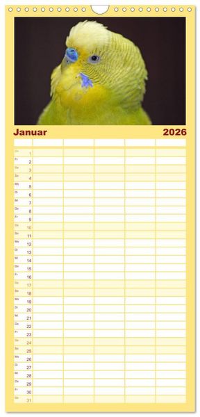 Produktbild: Familienplaner 2026 - Wellensittiche - Gefiederte Freunde mit 5 Spalten (Wandkalender, 21 x 45 cm) CALVENDO