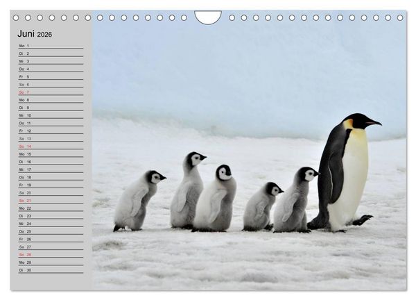 Produktbild: Pinguine - Watscheln im festlichen Kleid (Wandkalender 2026 DIN A4 quer), CALVENDO Monatskalender