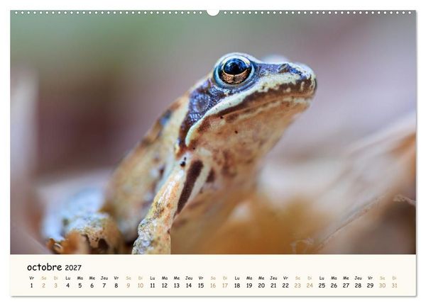 Produktbild: Les murmures de la for&ecirc;t - Regards d'animaux (Calendrier mural 2027 DIN A2 vertical), CALVENDO calendrier mensuel