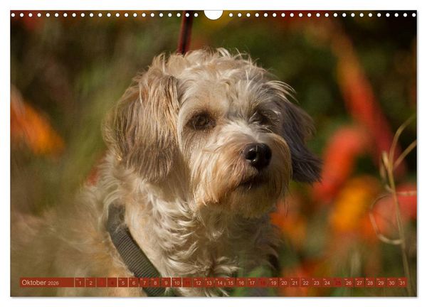 Produktbild: Faszination Hund (Wandkalender 2026 DIN A3 quer), CALVENDO Monatskalender