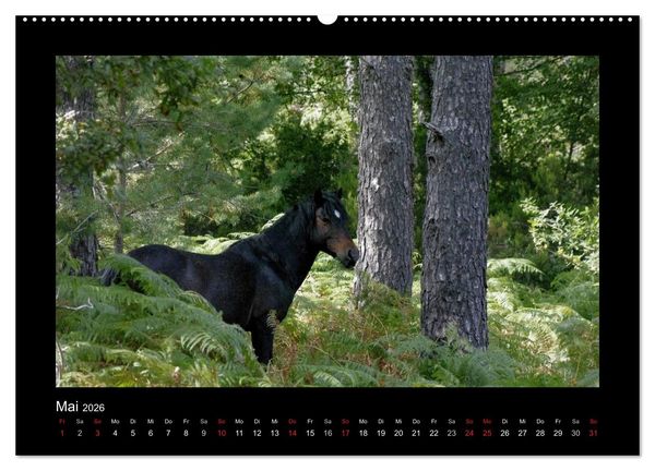 Produktbild: Garranos - Bedrohte Wildpferde Europas (hochwertiger Premium Wandkalender 2026 DIN A2 quer), Kunstdruck in Hochglanz