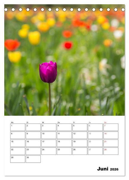 Produktbild: Farben der Natur (Tischkalender 2026 DIN A5 hoch), CALVENDO Monatskalender