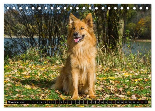 Produktbild: Altdeutsche H&uuml;tehunde - Fast vergessen (Tischkalender 2026 DIN A5 quer), CALVENDO Monatskalender