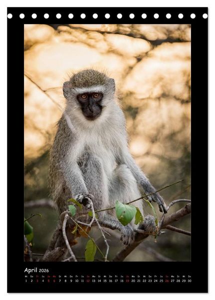 Produktbild: S&uuml;dafrika und seine Tierwelt (Tischkalender 2026 DIN A5 hoch), CALVENDO Monatskalender