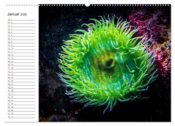 Produktbild: Die Farben der Ozeanwelt (Wandkalender 2026 DIN A2 quer), CALVENDO Monatskalender