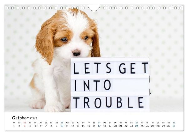 Produktbild: Tierkinder ganz frech (Wandkalender 2027 DIN A4 quer), CALVENDO Monatskalender