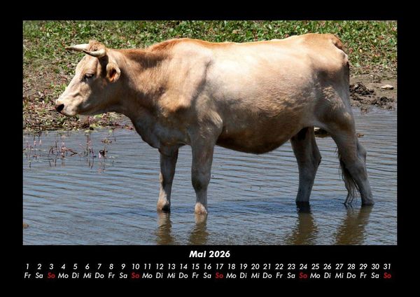 Produktbild: Kuhkalender 2026 Fotokalender DIN A3