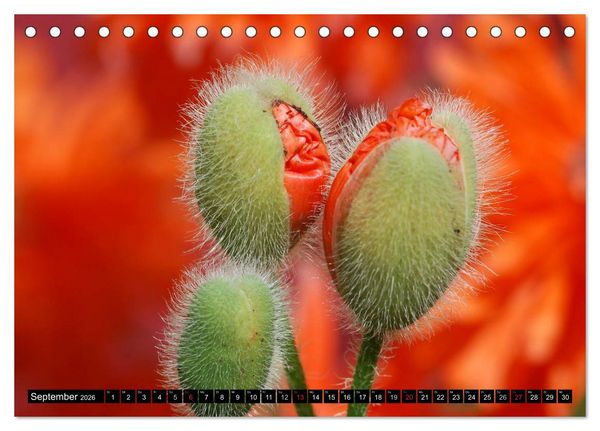 Produktbild: MOHNBL&Uuml;TEN (Tischkalender 2026 DIN A5 quer), CALVENDO Monatskalender