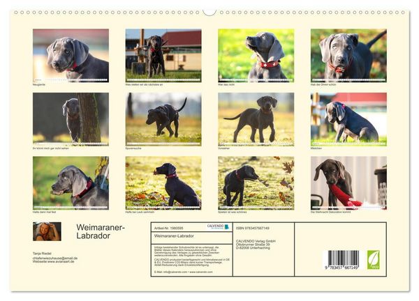 Produktbild: Weimaraner-Labrador (hochwertiger Premium Wandkalender 2026 DIN A2 quer), Kunstdruck in Hochglanz
