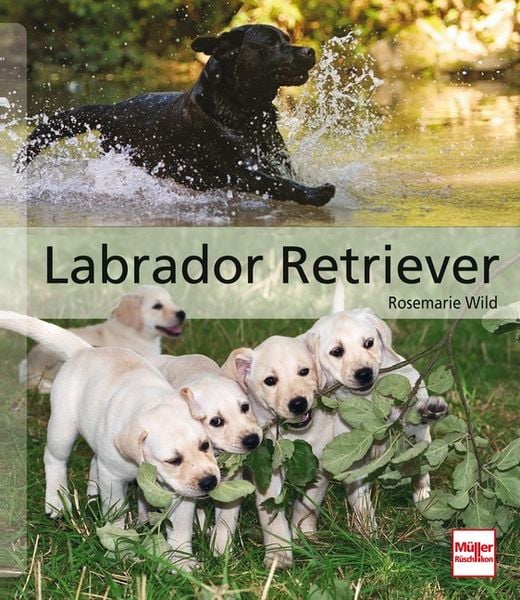 Produktbild: Labrador Retriever