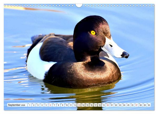 Produktbild: Enten. Bezaubernde und beliebte Schwimmer (Wandkalender 2026 DIN A3 quer), CALVENDO Monatskalender